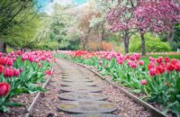 pathway through rows of pink tulips representing how I help clients down the path to greater wellness