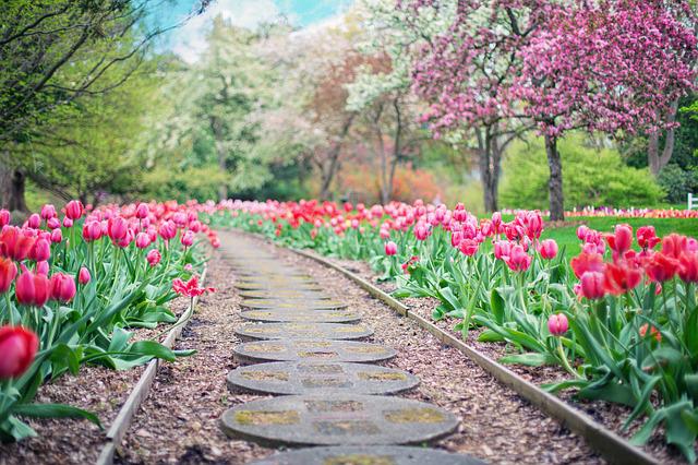 pathway through rows of pink tulips representing how I help clients down the path to greater wellness